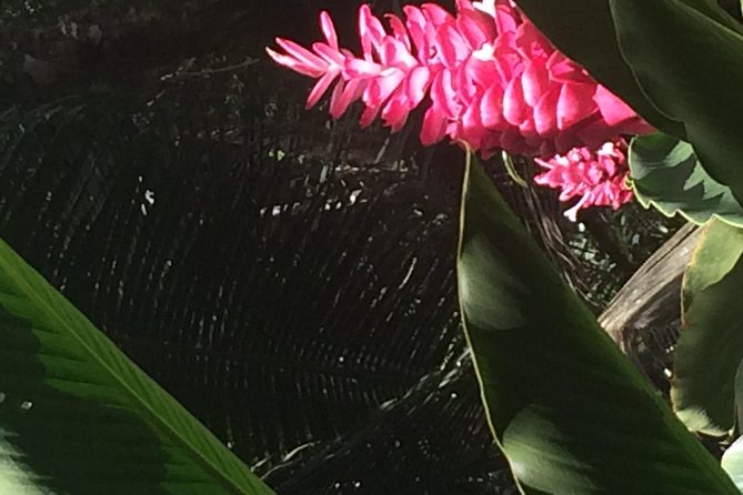 The Best of Saint Lucia Tour - Diamond Falls Botanical Gardens