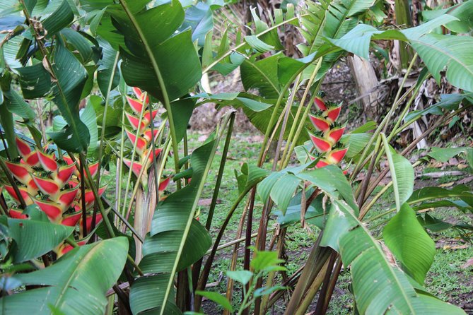 The Best of Saint Lucia Tour - Guides make the difference