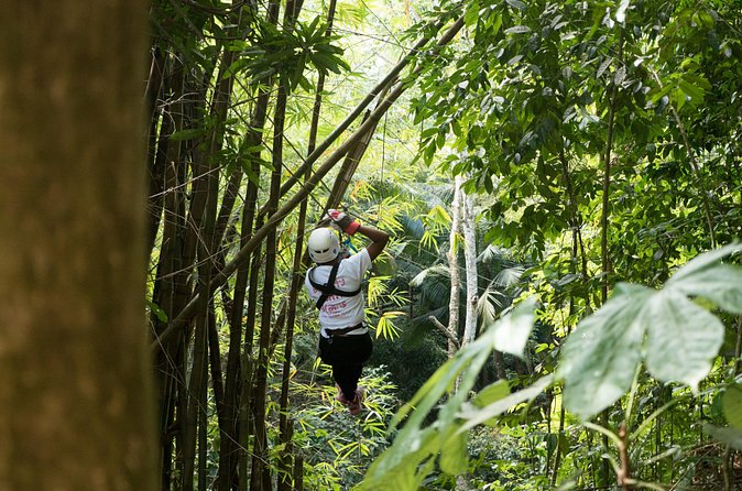 Treetop Canopy Adventure - Two net bridges add a different challenge
