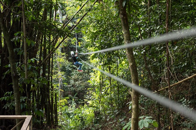 Treetop Canopy Adventure - Who will enjoy this most