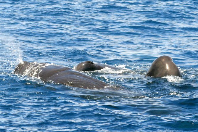 Whale and Dolphin Watching Cruise in St Lucia - Key points to know before you book