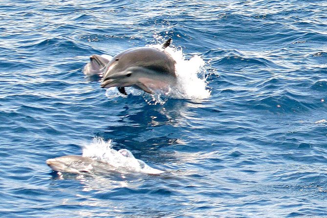 Whale and Dolphin Watching Cruise in St Lucia - Setting out from Vigie Marina at 8 a.m.