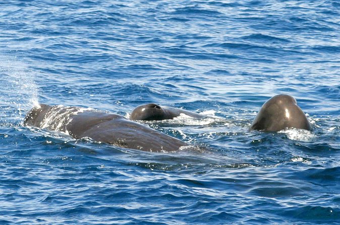 Whale and Dolphin Watching Cruise in St Lucia - St Lucia coastline views on the return