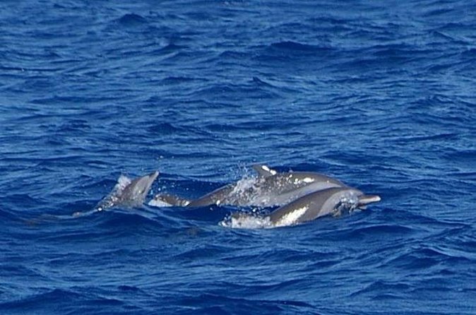 Whale and Dolphin Watching Cruise in St Lucia - Who will enjoy this cruise most?
