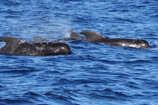 Whale and Dolphin Watching Cruise in St Lucia - What the marine expert adds
