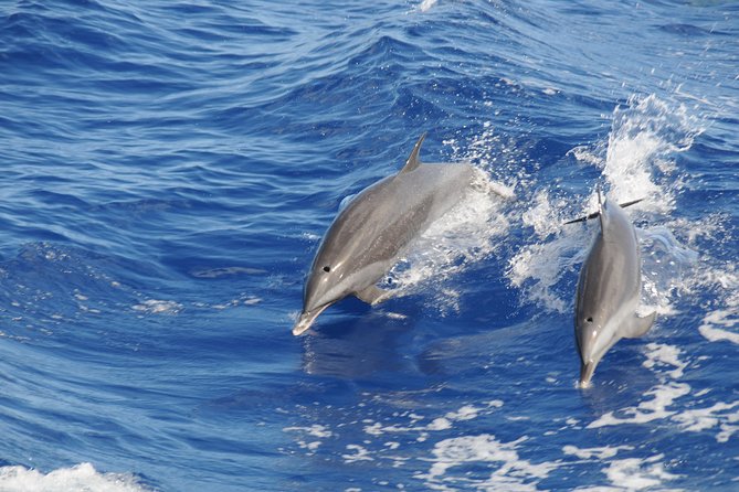Whale Watching and Dolphin Spotting Cruise - Leaving Choc at 8:00 in the morning