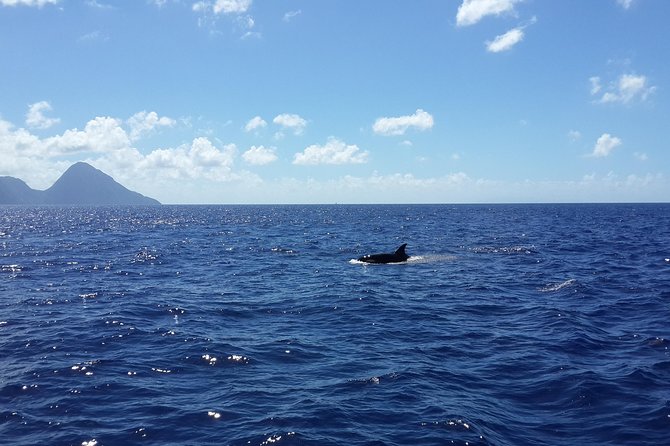 Whale Watching and Dolphin Spotting Cruise - What the crew adds to the trip