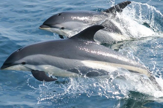 Whale Watching and Dolphin Spotting Cruise - Dolphins are often the headline act