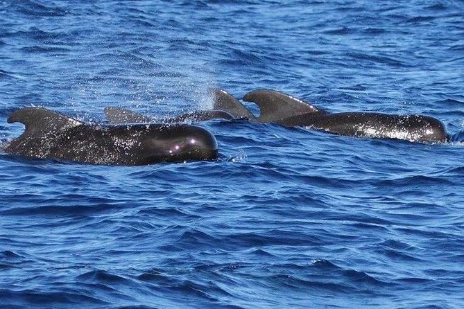 Whale Watching and Dolphin Spotting Cruise - Whales, from sperm whales to pilot whales