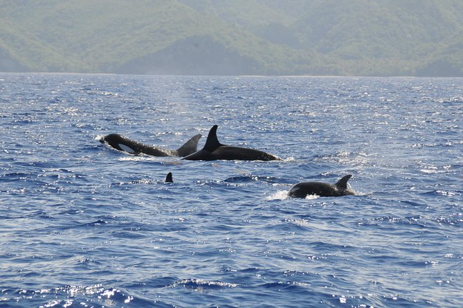 Whale Watching and Dolphin Spotting Cruise - The north coast from a different angle