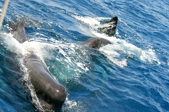 Whale Watching and Dolphin Spotting Cruise - Drinks, music, and the ride home