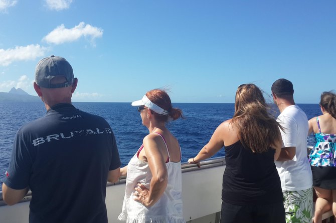 Whale Watching and Dolphin Spotting Cruise - The first hour: open water and patient searching